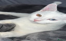 European cats for sale: 8-Week-Old Kitten Looking for a New Home 🐾 - Image 4