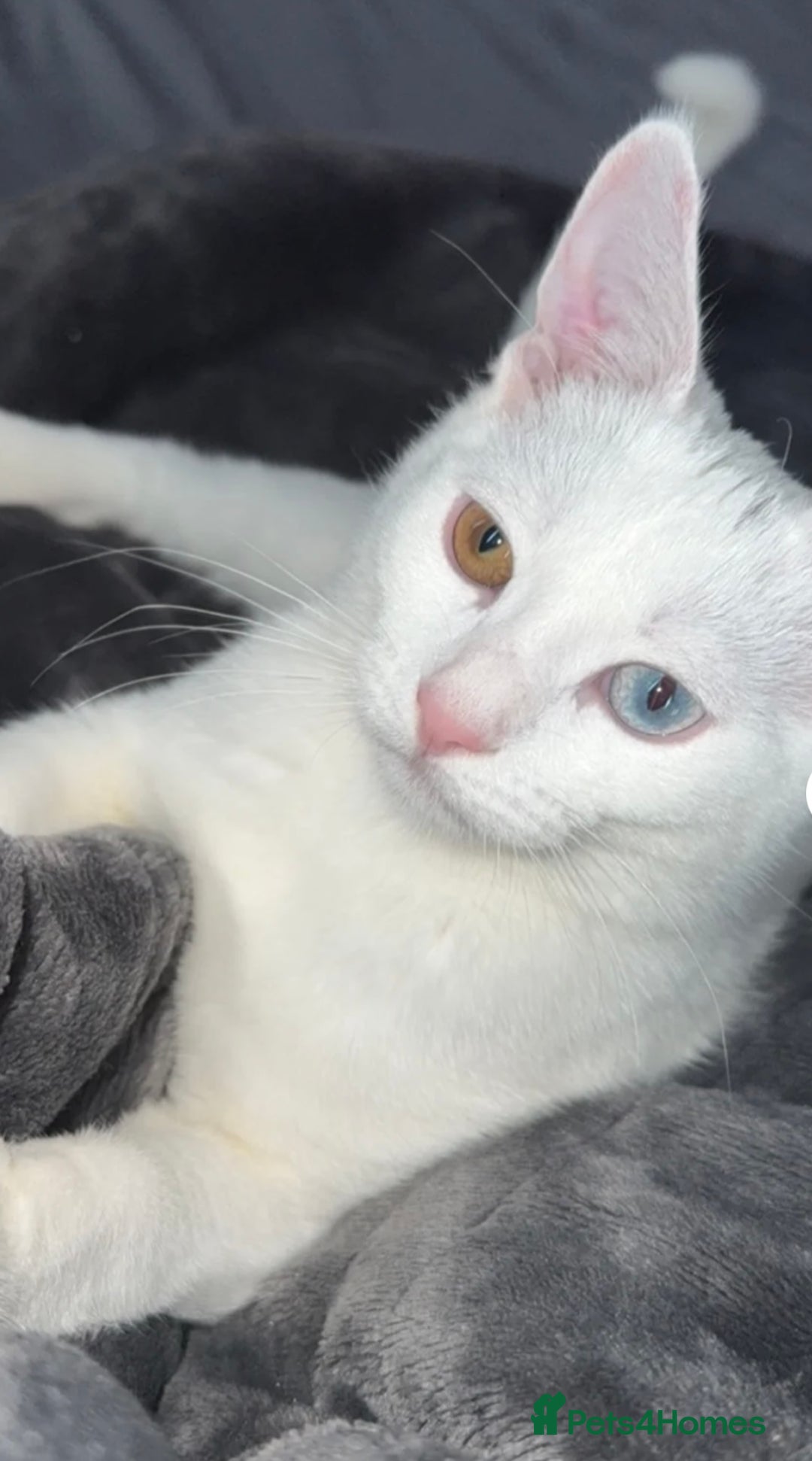 European cats for sale: 8-Week-Old Kitten Looking for a New Home 🐾 - Image 4