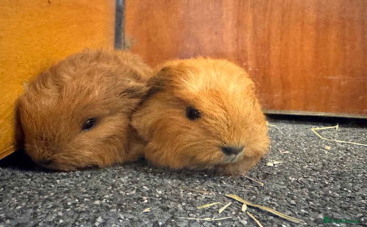 Guinea Pig rodents - Advert 6