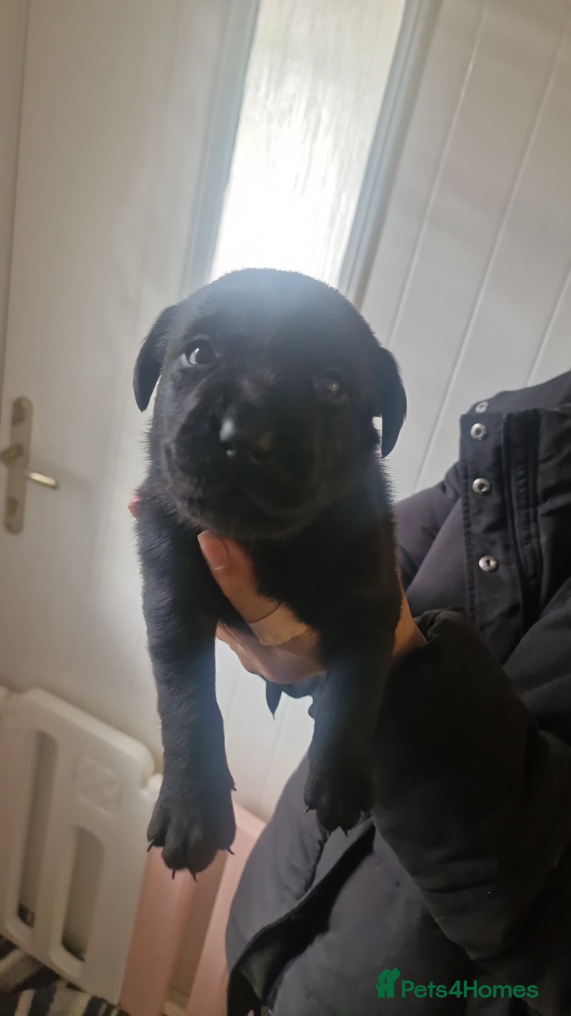Labrador Retriever dogs for sale: Labradors for sale  - Advert 3