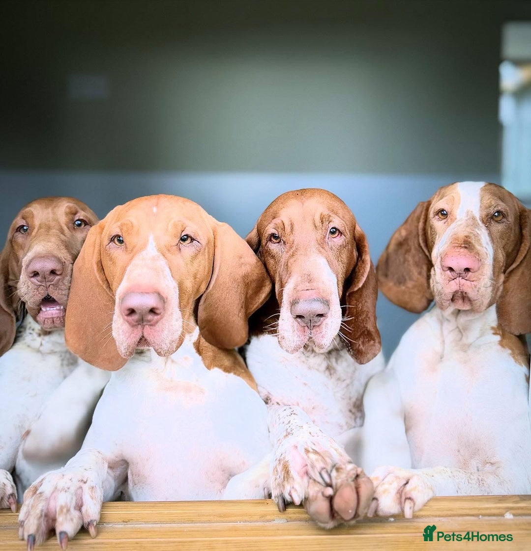 Bracco Italiano dogs for sale: Top Breeder 2021,22,22,24 & 2025 🌟🌟🌟🌟🌟 - Advert 9