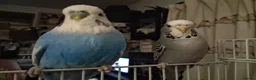 Budgerigars birds for sale: 2 Male Budgies, Cage, Accessories, Food - Advert 5