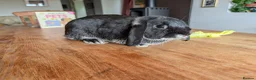 Mixed Breed rabbits for sale: Black Lop Looking for Loving Home  in Bishops Castle - Advert 1