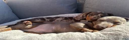 Miniature Dachshund dogs for sale: Miniature dachshund males - Advert 12