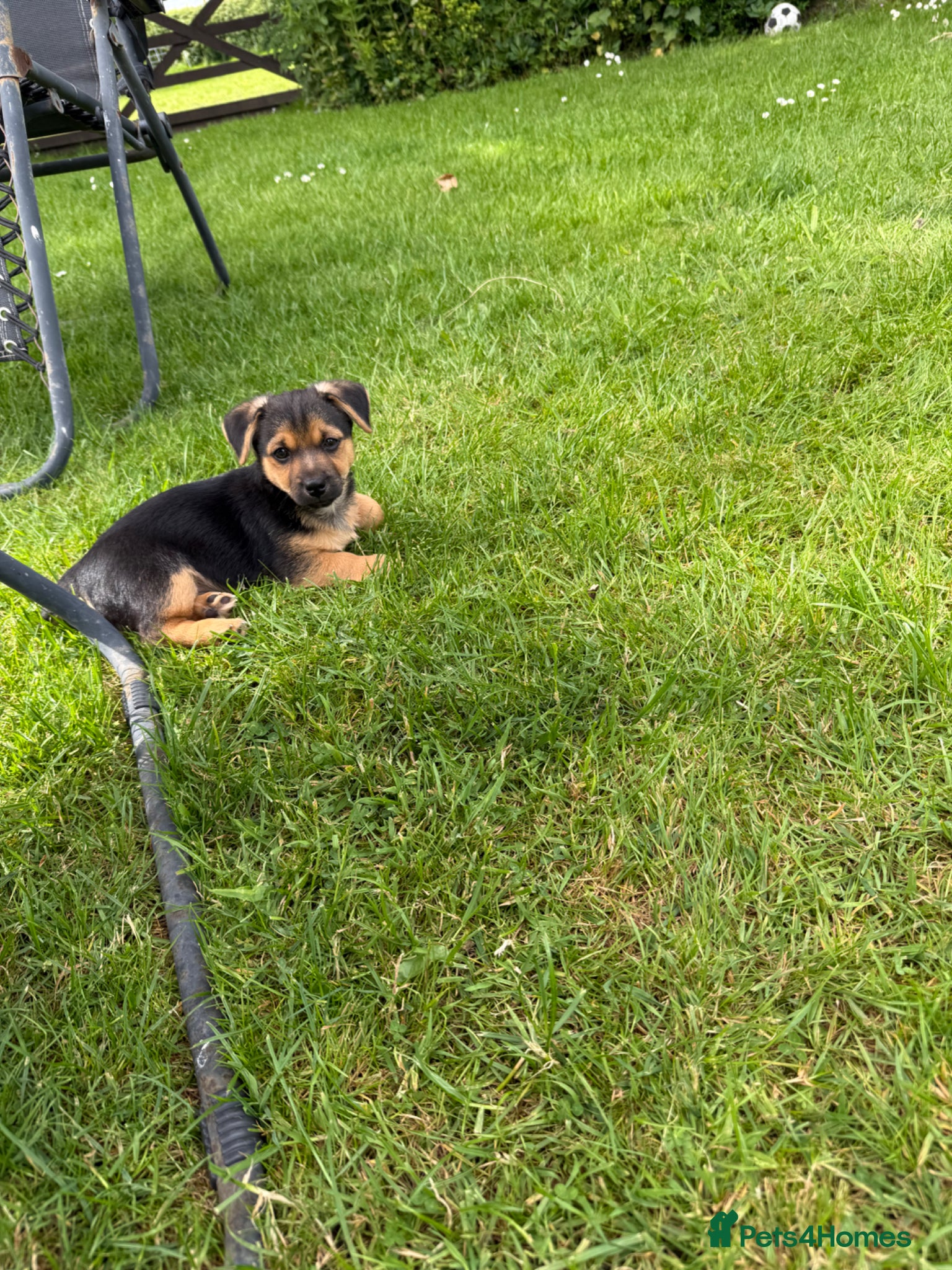 Jack Russell dogs Jack Russell puppies  - Advert 2