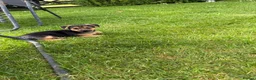Jack Russell dogs for sale: Jack Russell puppies  - Advert 2