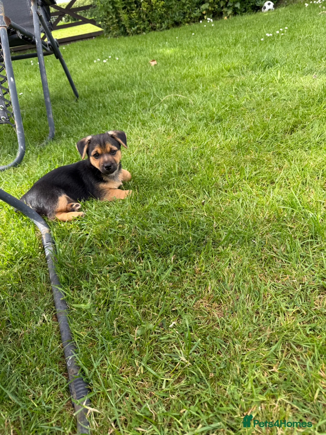 Jack Russell dogs for sale: Jack Russell puppies  - Advert 2
