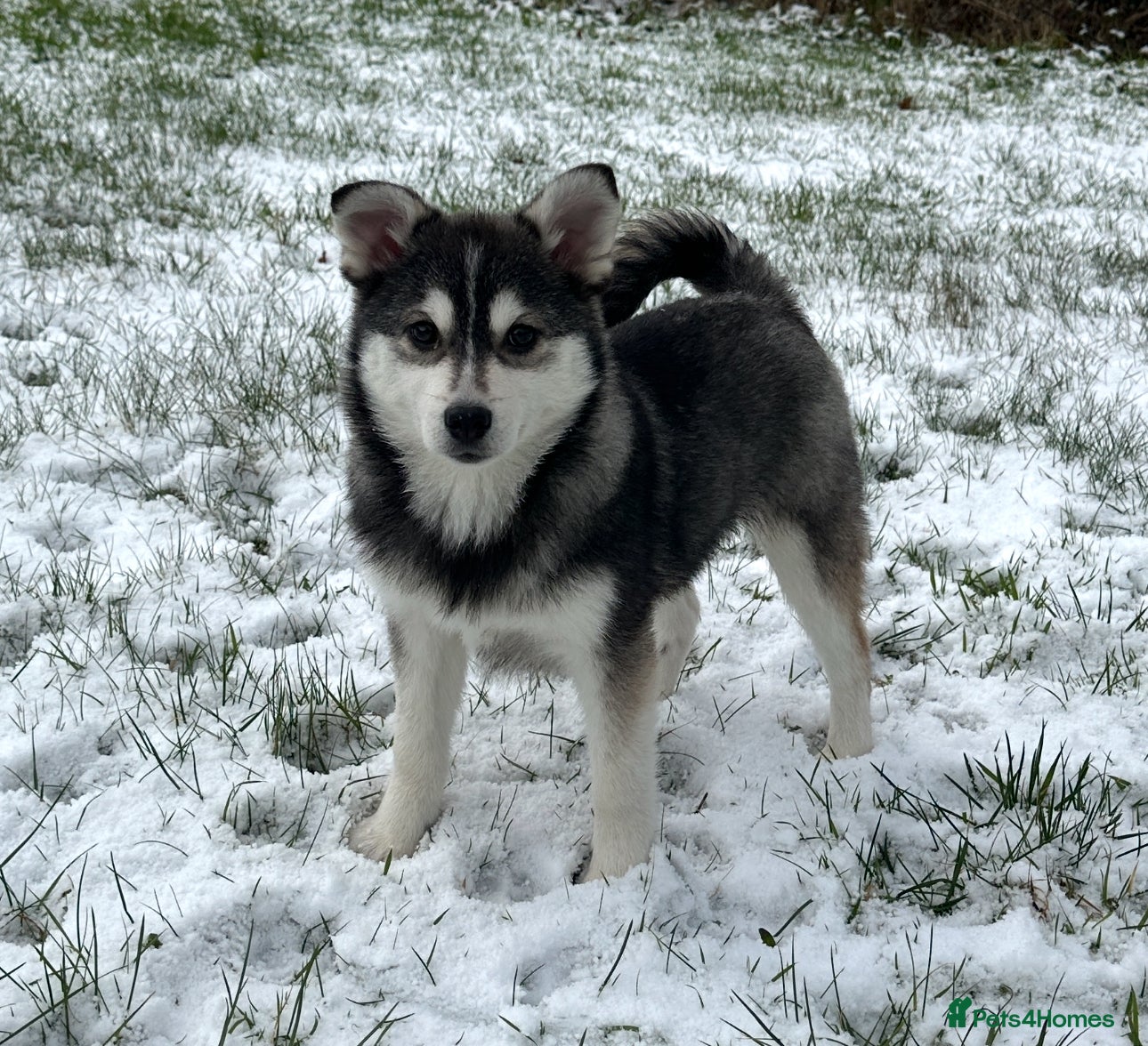 Pomsky dogs F3 perfect husky markings male Pomsky puppy  - Advert 15