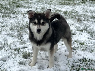 Pomsky dogs F3 perfect husky markings male Pomsky puppy - Advert 2