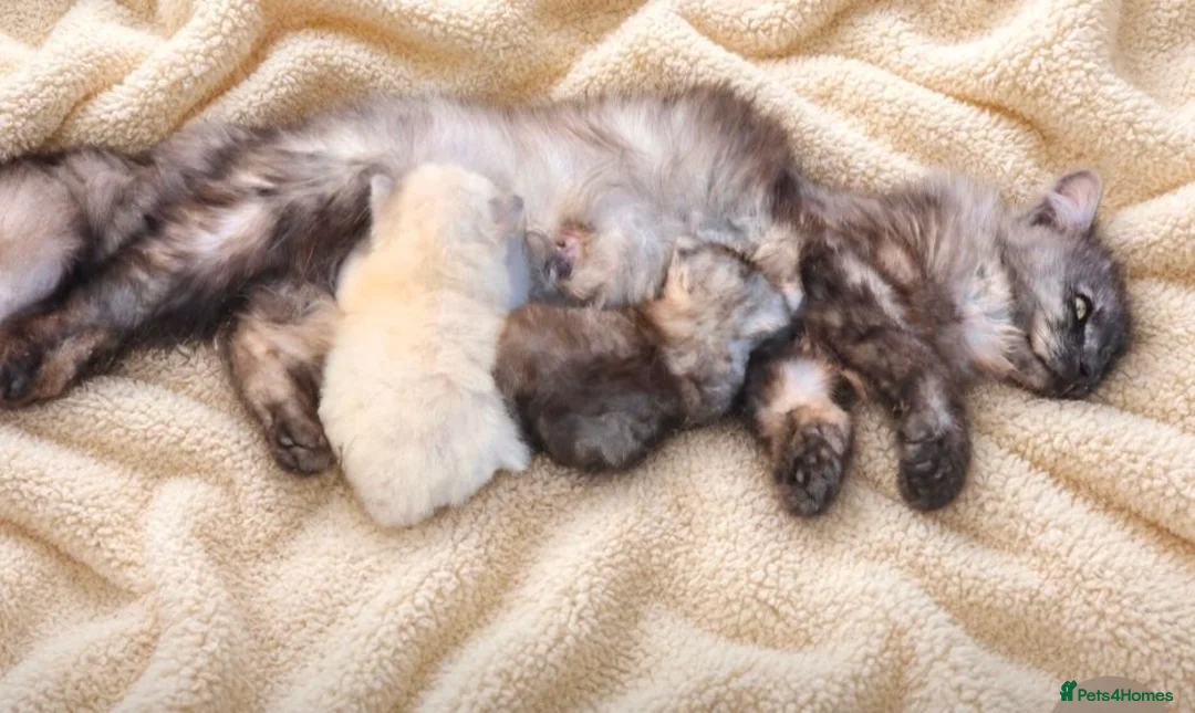 Siberian cats for sale: Siberian kittens 2 boys - Advert 2