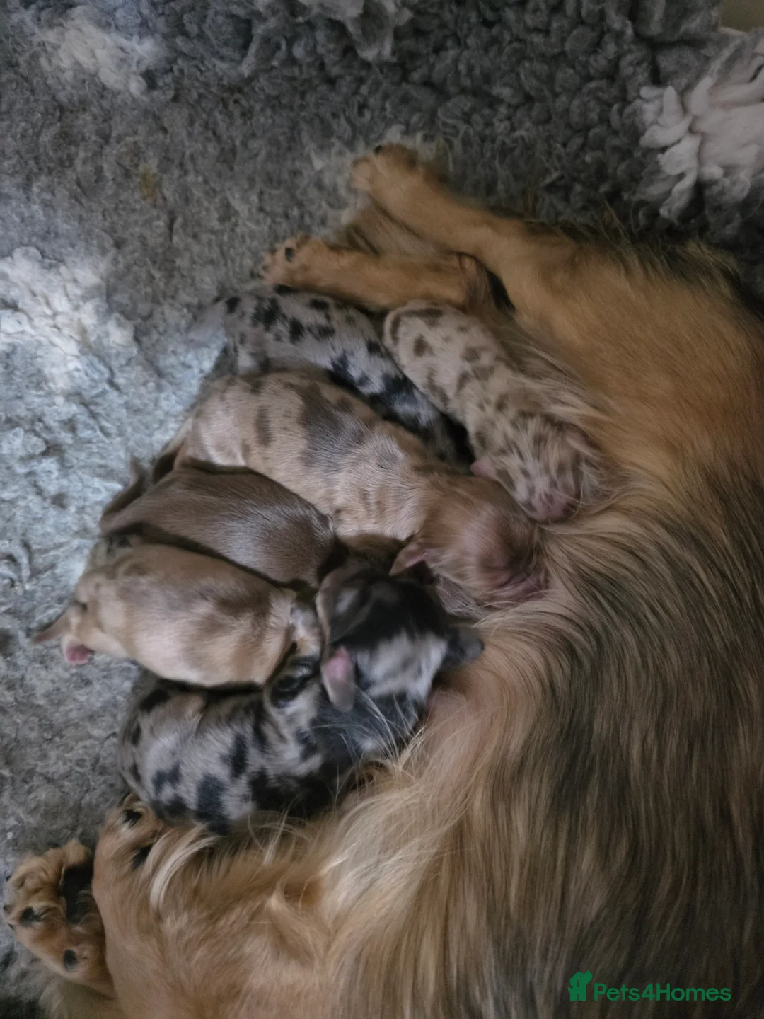 Miniature Dachshund dogs for sale: Miniature long hair dachshunds  - Advert 1