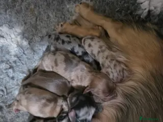 Miniature Dachshund dogs Miniature long hair dachshunds - Advert 12