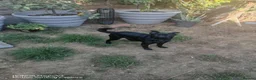 Mixed Breed dogs for sale: Beautiful jet-black French × Brussels Griffon boy in Croydon - Advert 2