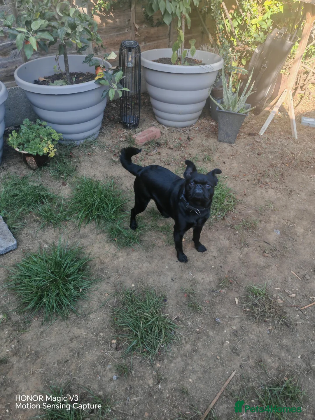 Mixed Breed dogs for sale: Beautiful jet-black French × Brussels Griffon boy in Croydon - Advert 2
