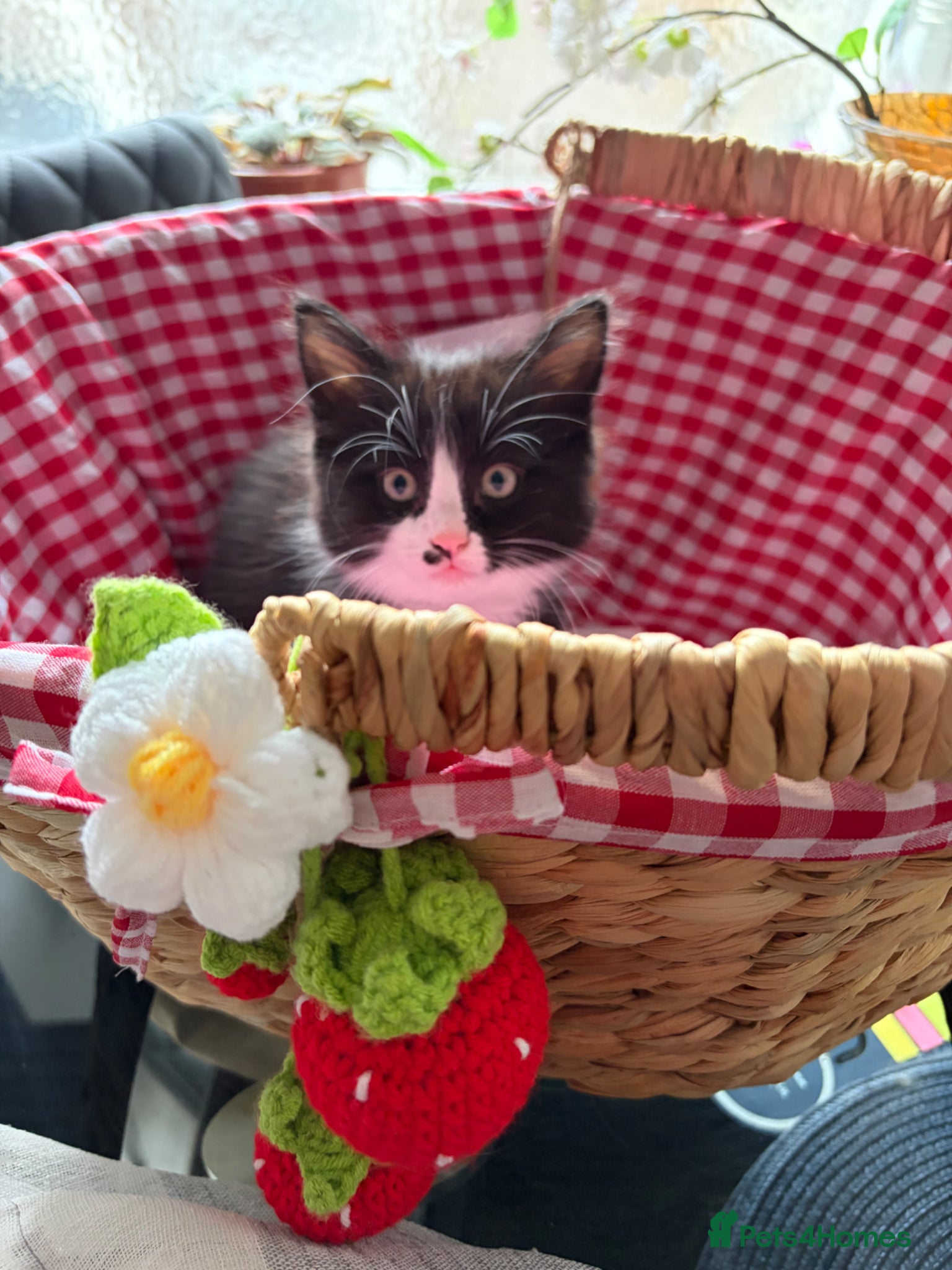 Mixed Breed cats LAST 2 AVAILABLE ❤️HALF-RAGDOLL kittens ❤️ - Advert 14