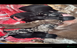 Chihuahua dogs for sale: Exquisite Chihuahua puppies ready now  - Image 14