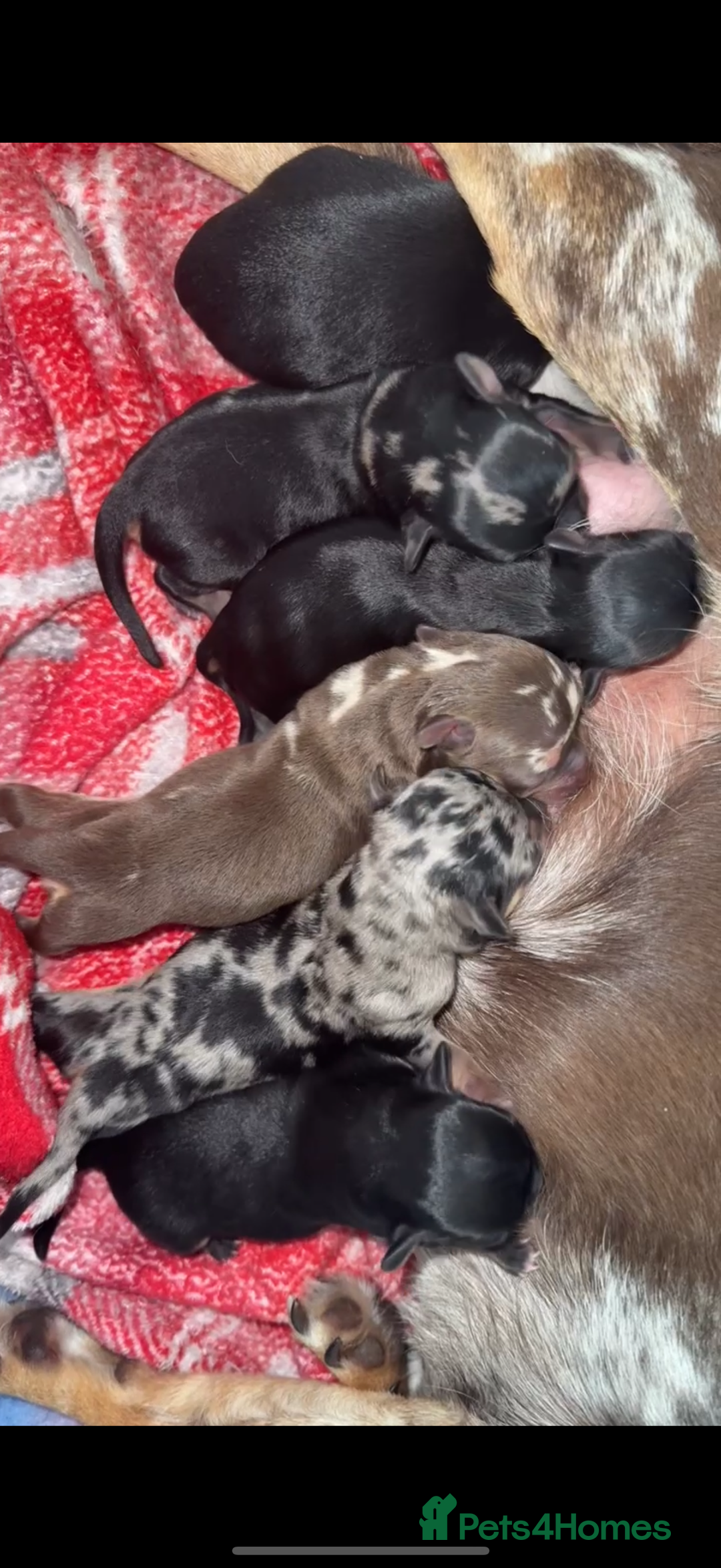 Chihuahua dogs for sale: Exquisite Chihuahua puppies ready now  - Image 14