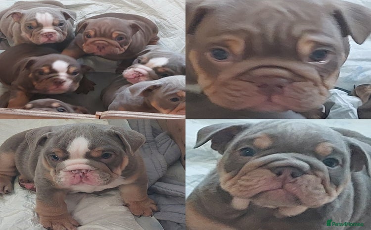 English Bulldog dogs - Advert 1