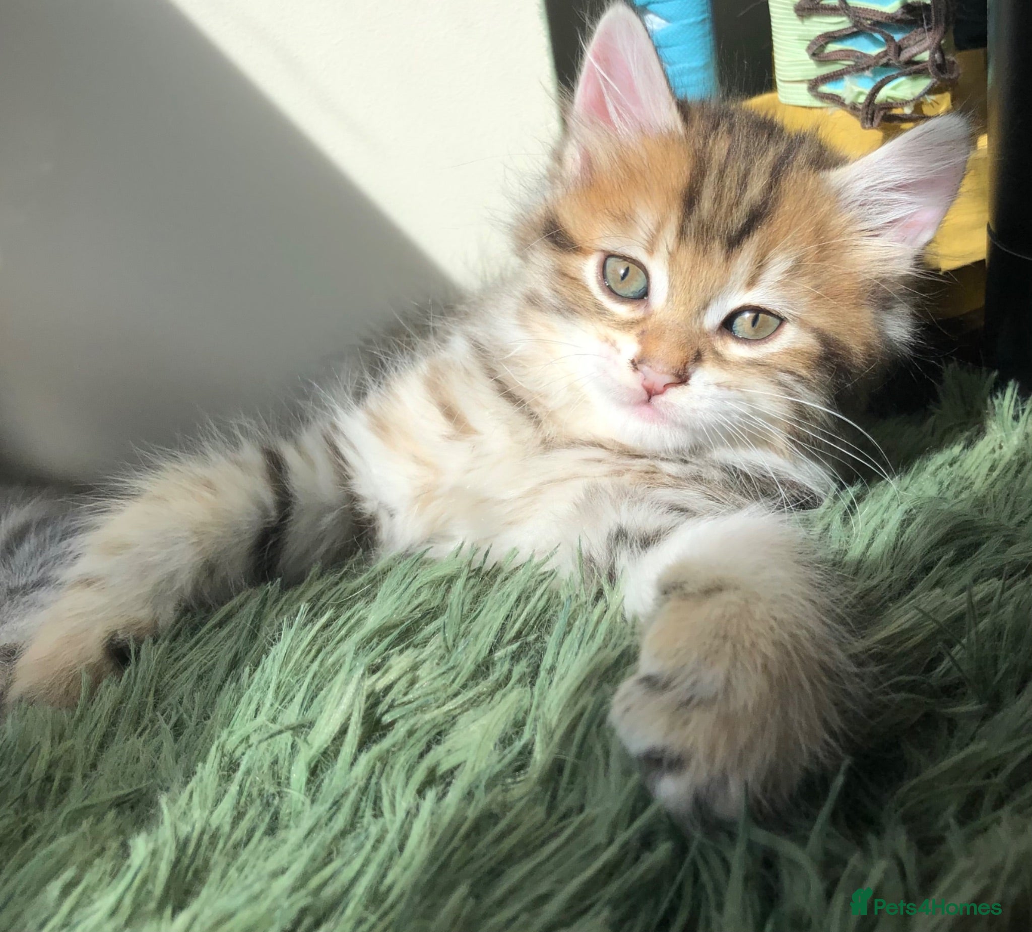 Siberian cats Stunning kittens for sale! - Advert 9