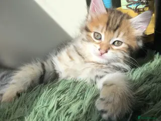 Siberian cats Stunning kittens for sale! - Advert 1