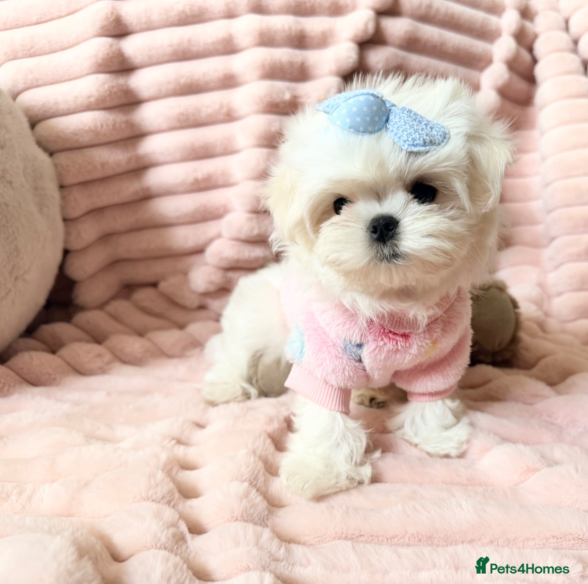 Maltese dogs Bambelina~ One Girl~Ready Now ~ Korean Maltese - Advert 2