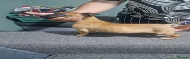 Belgian Shepherd Dog Puppy 2 females 