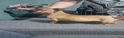 Belgian Shepherd Dog dogs for sale: Belgian Malinois Puppies Strong Working Bloodline - Advert 2