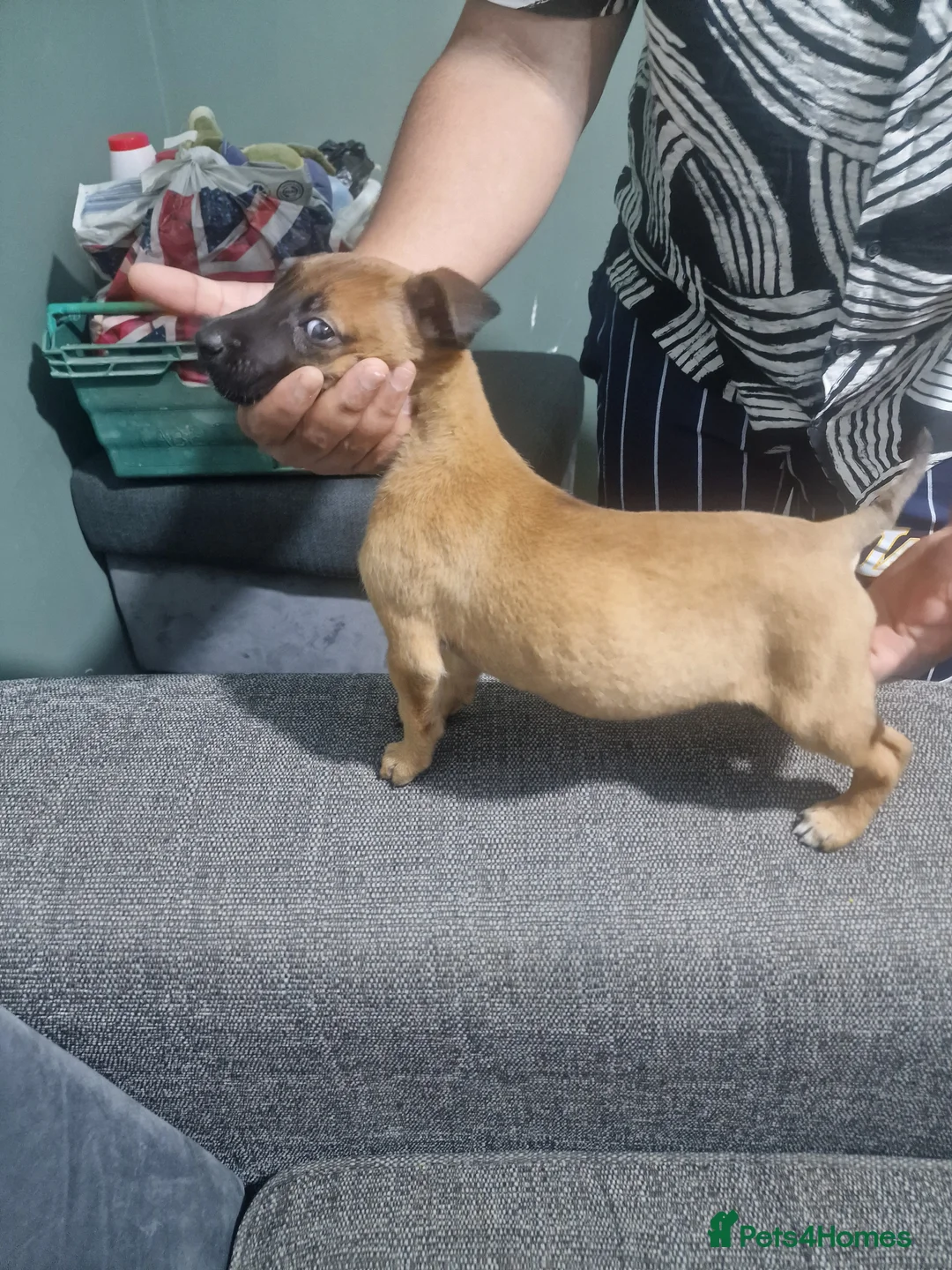 Belgian Shepherd Dog dogs for sale: Belgian Malinois Puppies Strong Working Bloodline - Advert 2
