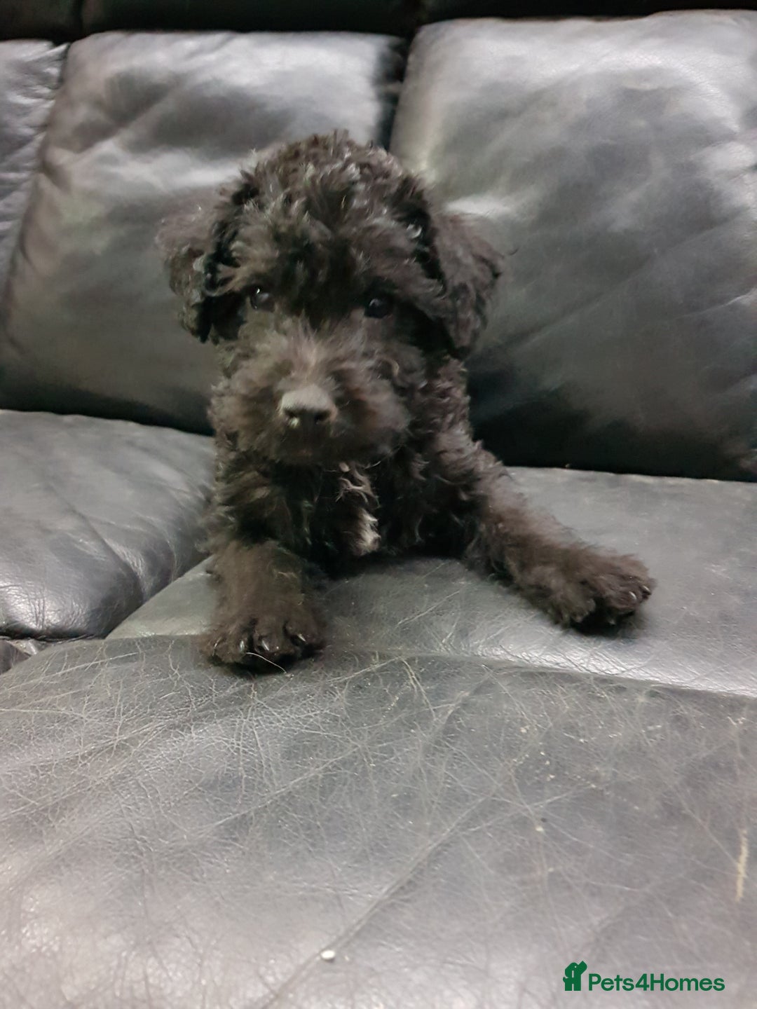 Mixed Breed dogs for sale: Lovely patterdale x Lakeland terrier pups - Advert 4