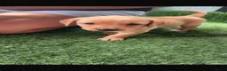 Labrador Retriever dogs for sale: Yellow Labradors  - Advert 12