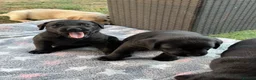 Labrador Retriever dogs for sale: Black Labrador Girls in Northampton - Advert 3