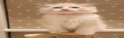 Ragdoll cats for sale: Beautiful blue eyes baby’s  in Hailsham - Advert 5
