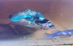 Bettas fish for sale: Betta fish for sale  - Image 12