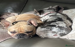 French Bulldog dogs for sale: French Bulldog - Image 14
