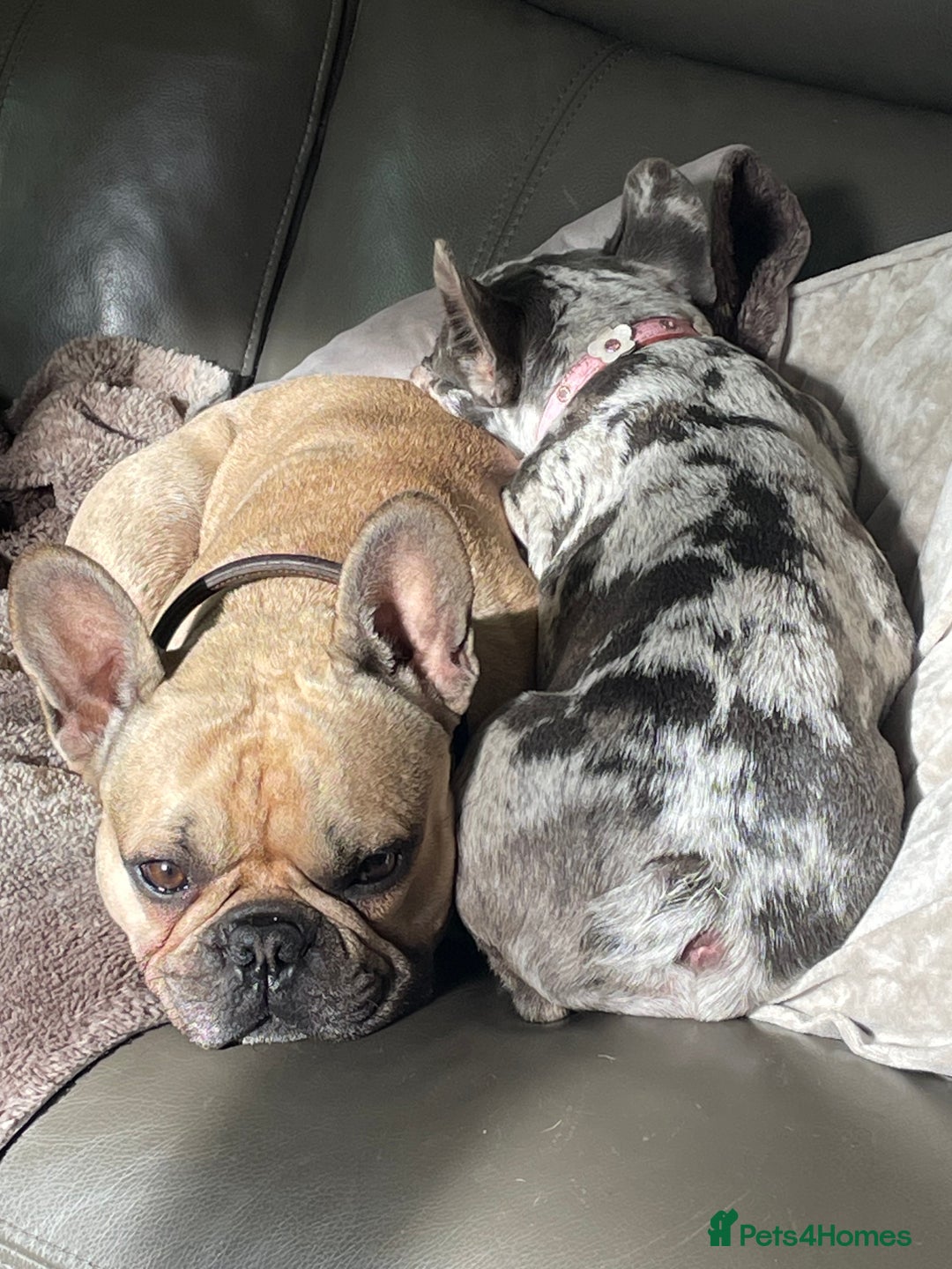 French Bulldog dogs for sale: French Bulldog - Image 14
