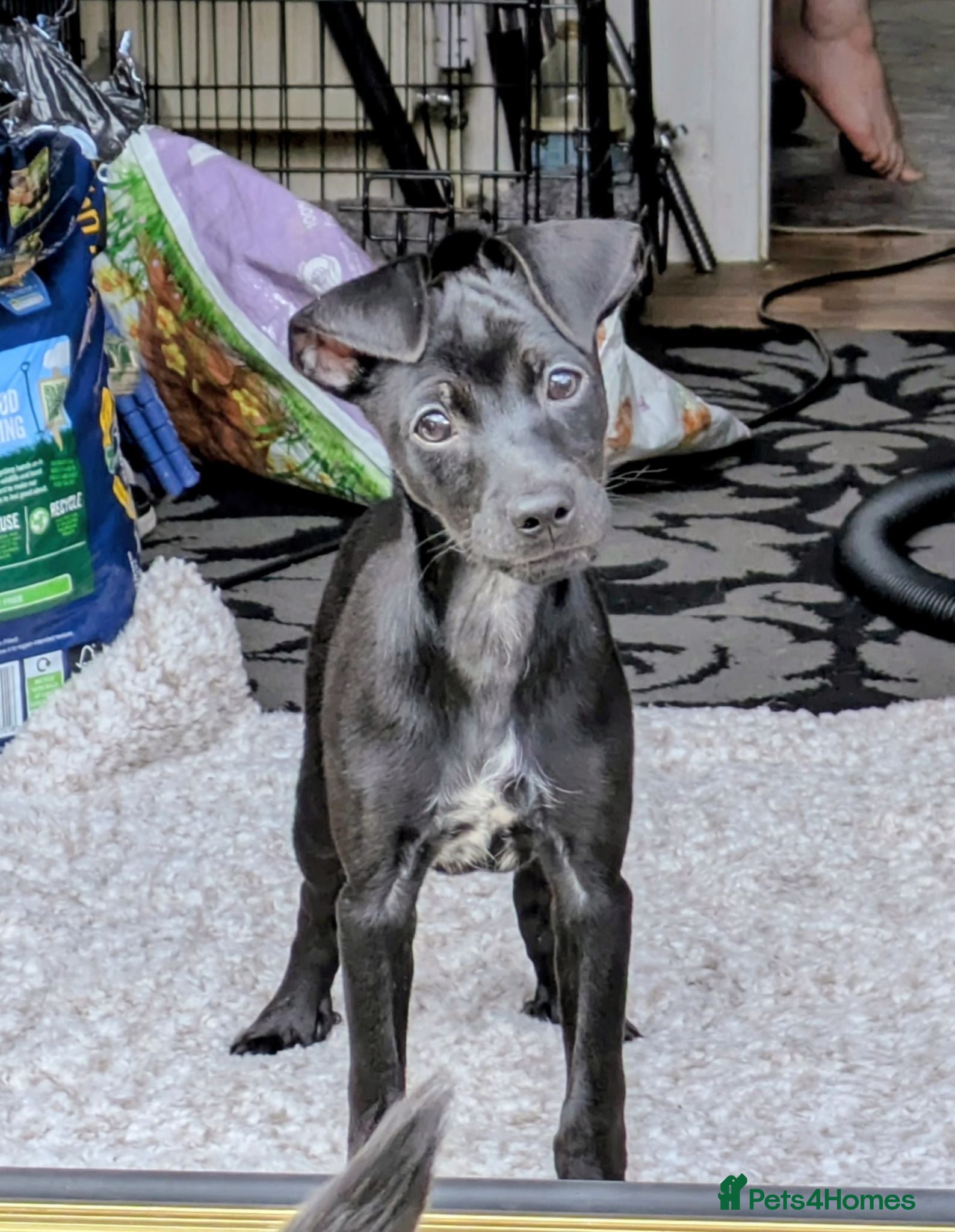 Mixed Breed dogs F1 jackain last boy - Advert 1