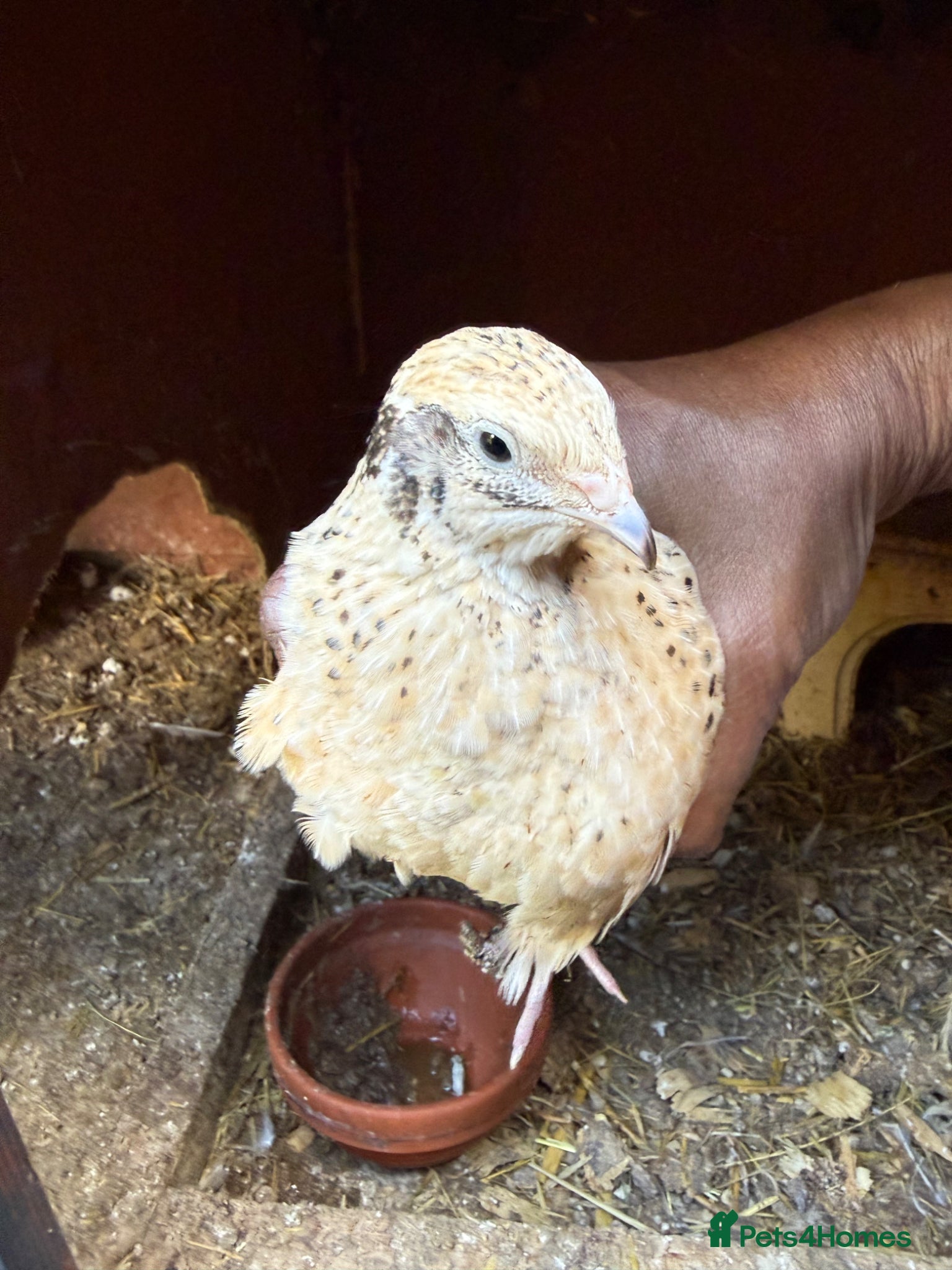 Quail poultry for sale: Jumbo male/female quails ,quality young birds  - Advert 1
