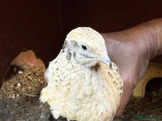 Quail poultry for sale: Jumbo male/female quails ,quality young birds - Advert 1
