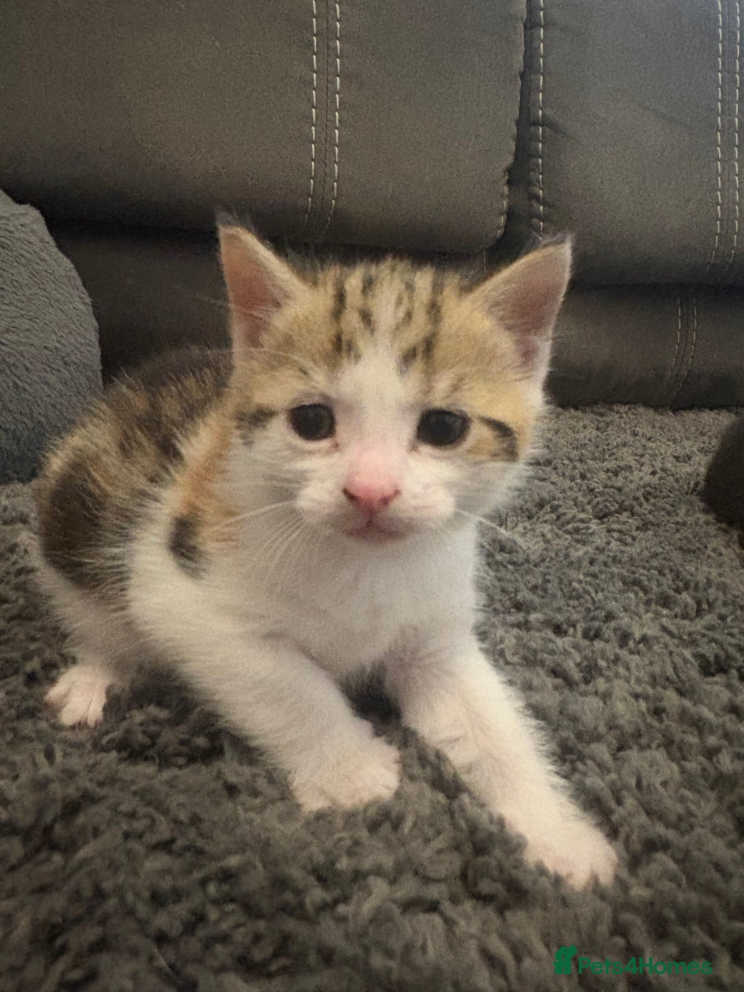 Mixed Breed cats for sale: 2 female calico kittens - Image 3
