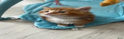 Maine Coon cats for sale: stunning babies looking for there forever homes 🏠 - Advert 13