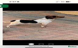 Jack Russell dogs for sale: Jack Russell puppies  - Image 17