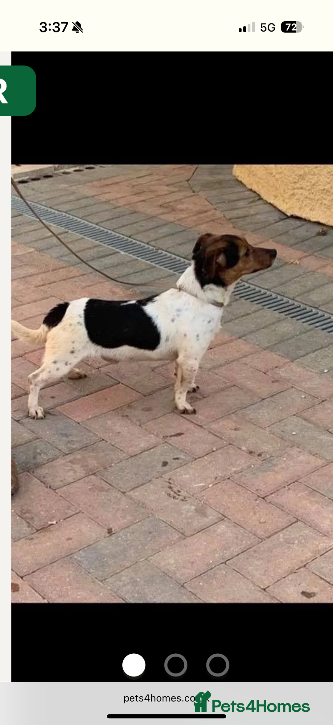 Jack Russell dogs for sale: Jack Russell puppies  - Image 17
