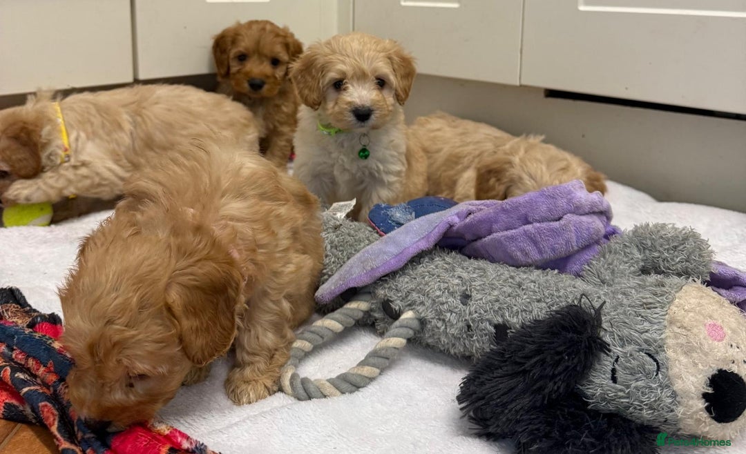 Cockapoo dogs for sale: Bred From Health Tested Parents - Advert 29