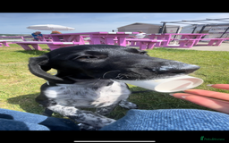 Mixed Breed dogs for sale: 6 Month Pup - Image 3