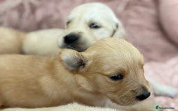Golden Retriever dogs for sale: Beautiful GR Puppies – No Expense Spared! - Image 30