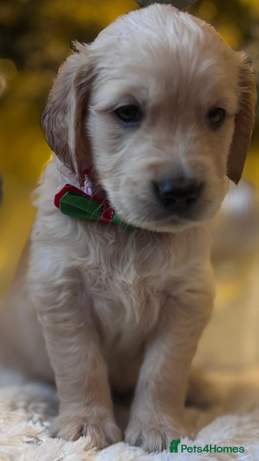 Golden Retriever dogs for sale: champion lines kc golden retriever puppies  - Advert 9