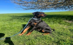 Dobermann dogs for sale: KC Reg European Doberman Pups Exceptional Line - Image 18