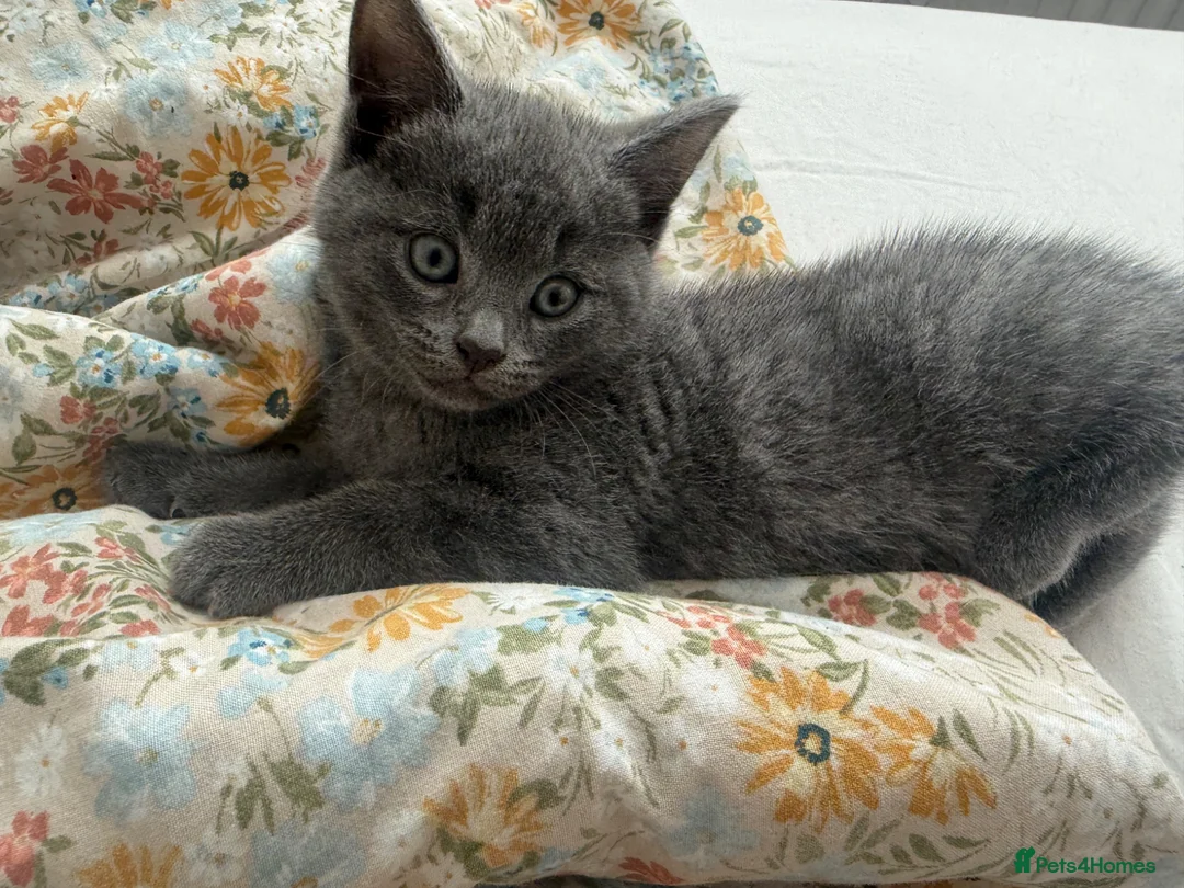 British Shorthair cats for sale: 3 kittens ready for collection.  - Advert 3