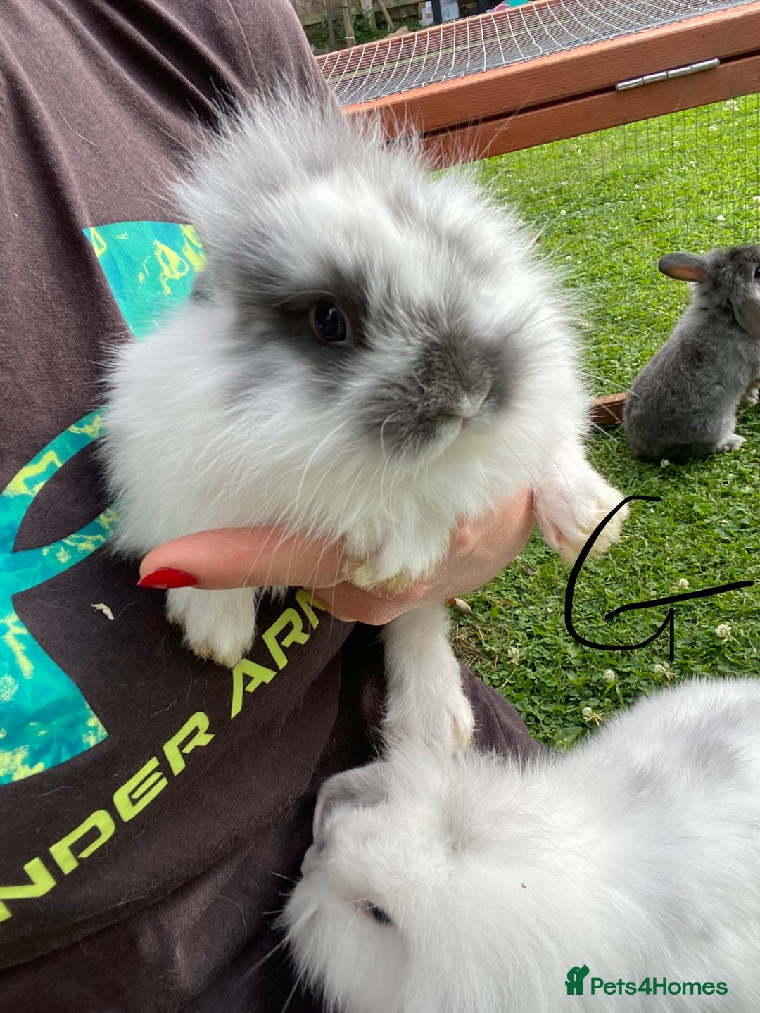 Mixed Breed rabbits for sale: Baby rabbits male and females - Image 12