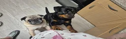 Rottweiler dogs for sale: Pedigree Rottweiler Female 3 Years 3 months old. - Advert 11